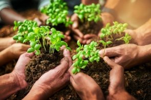 فرص العمل وفقًا للمادة 16 د SGB II عدة أيادٍ تحمل التربة مع الريحان النامي