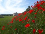 Hans Lochfeld and surroundings Flower meadow of red poppies in Reinheim