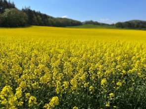 Authorisation for agricultural land transactions Flower meadow with yellow flowers