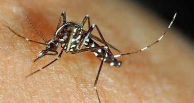 Asian tiger mosquito