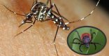 Tiger mosquitoes and ticks Picture of a tiger mosquito and a tick