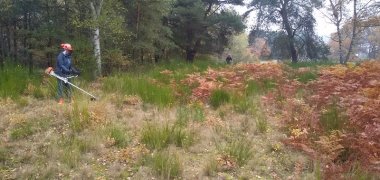 Due uomini potano un prato nella foresta