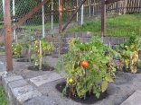 Ogród górnika Część Bergmannsgarten