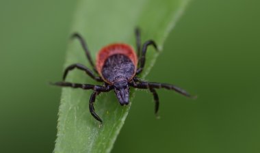 Gemeine Holzbock (Ixodes ricinus)