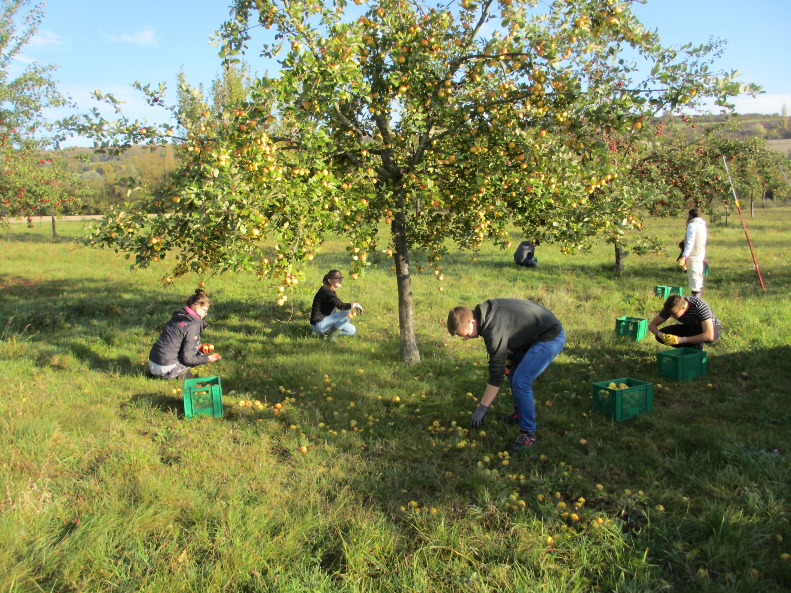 Apfelernte in Bliesransbach
