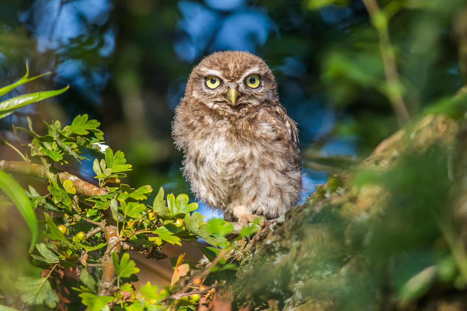 Steinkauz (Athene noctua)