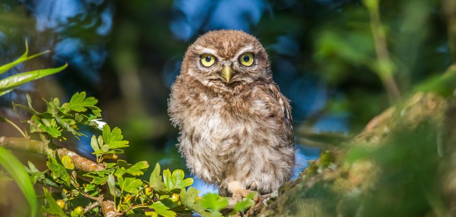 Steinkauz (Athene noctua) Steinkauz (Athene noctua)