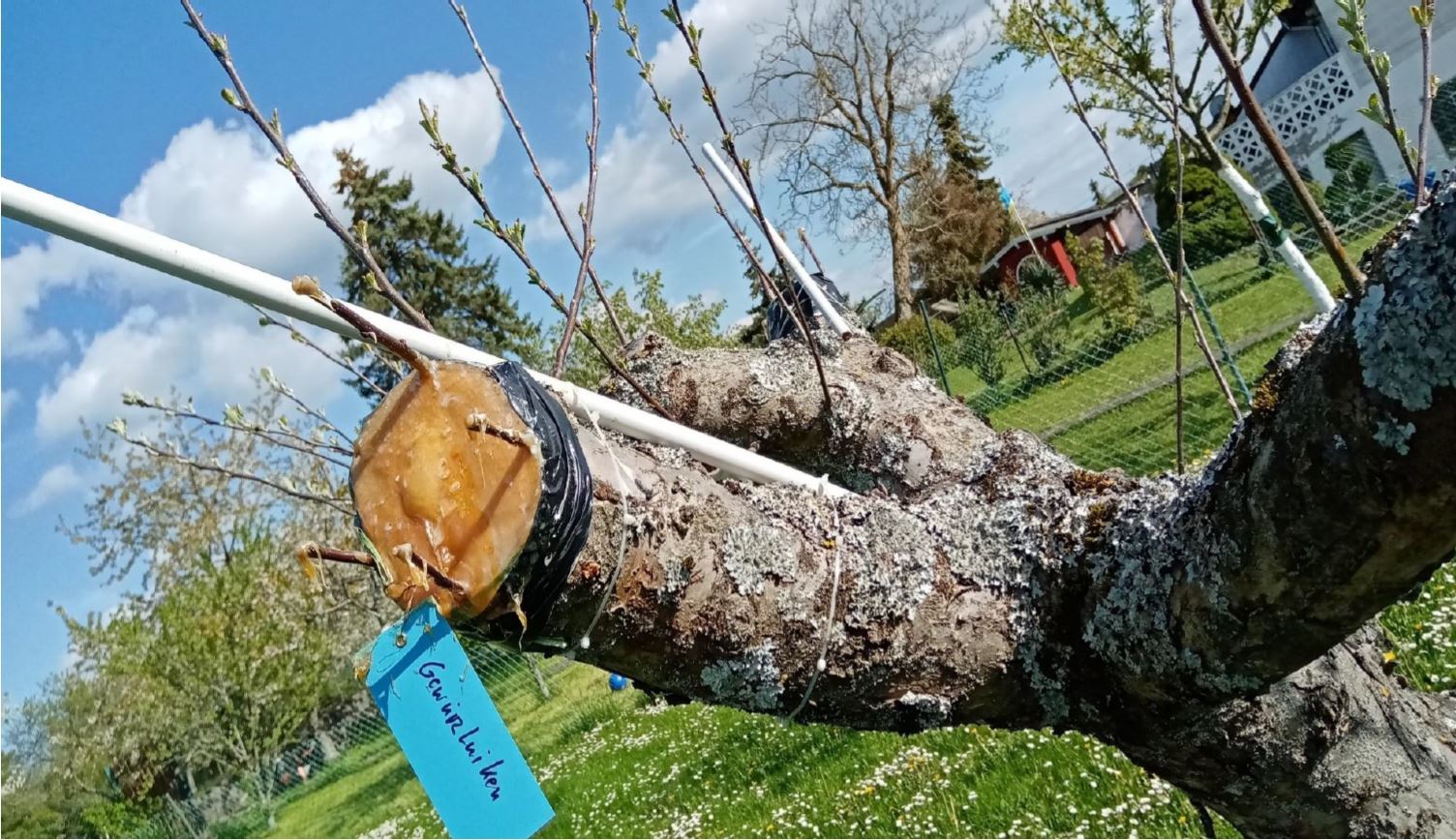 Umveredelung eines Apfelbaumes