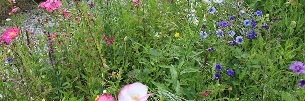 AQuiS Blumenwiese in Reinheim
