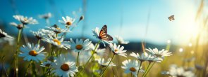 Nahaufnahme einer Blumenwiese mit Schmetterlingen