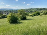 Hang mit Wiese und vereinzelten Büschen und Bäumen